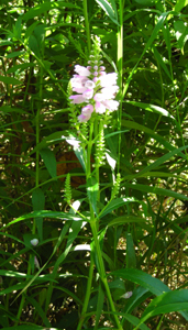 obedient plant